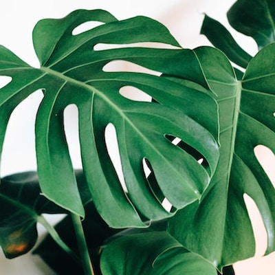 close up of dark green monstera leaves against a white background